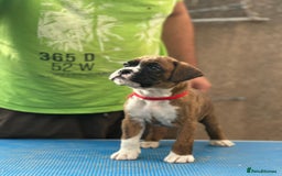 Boxer dogs for sale: Champion sired Lovely  Boxer Puppy Available  - Image 3