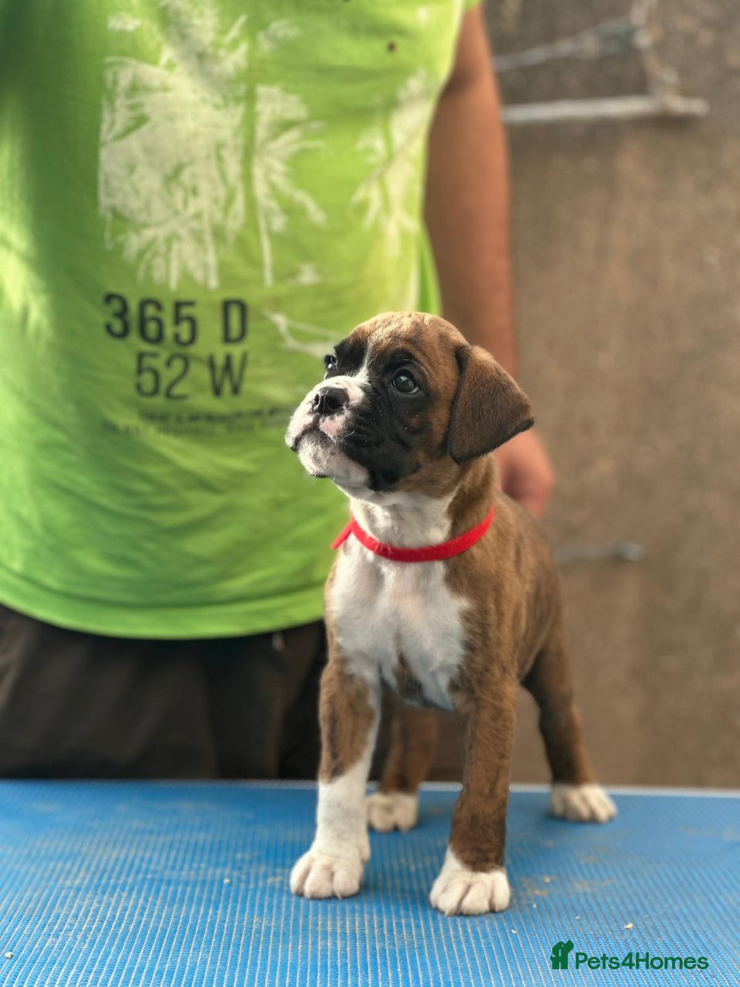 Boxer dogs for sale: Champion sired Lovely  Boxer Puppy Available  - Image 3