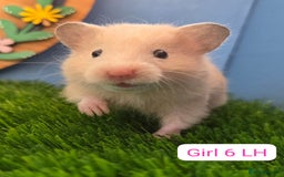 Hamster rodents for sale: Baby Syrian Hamsters Males Boys Females Girls - Image 13