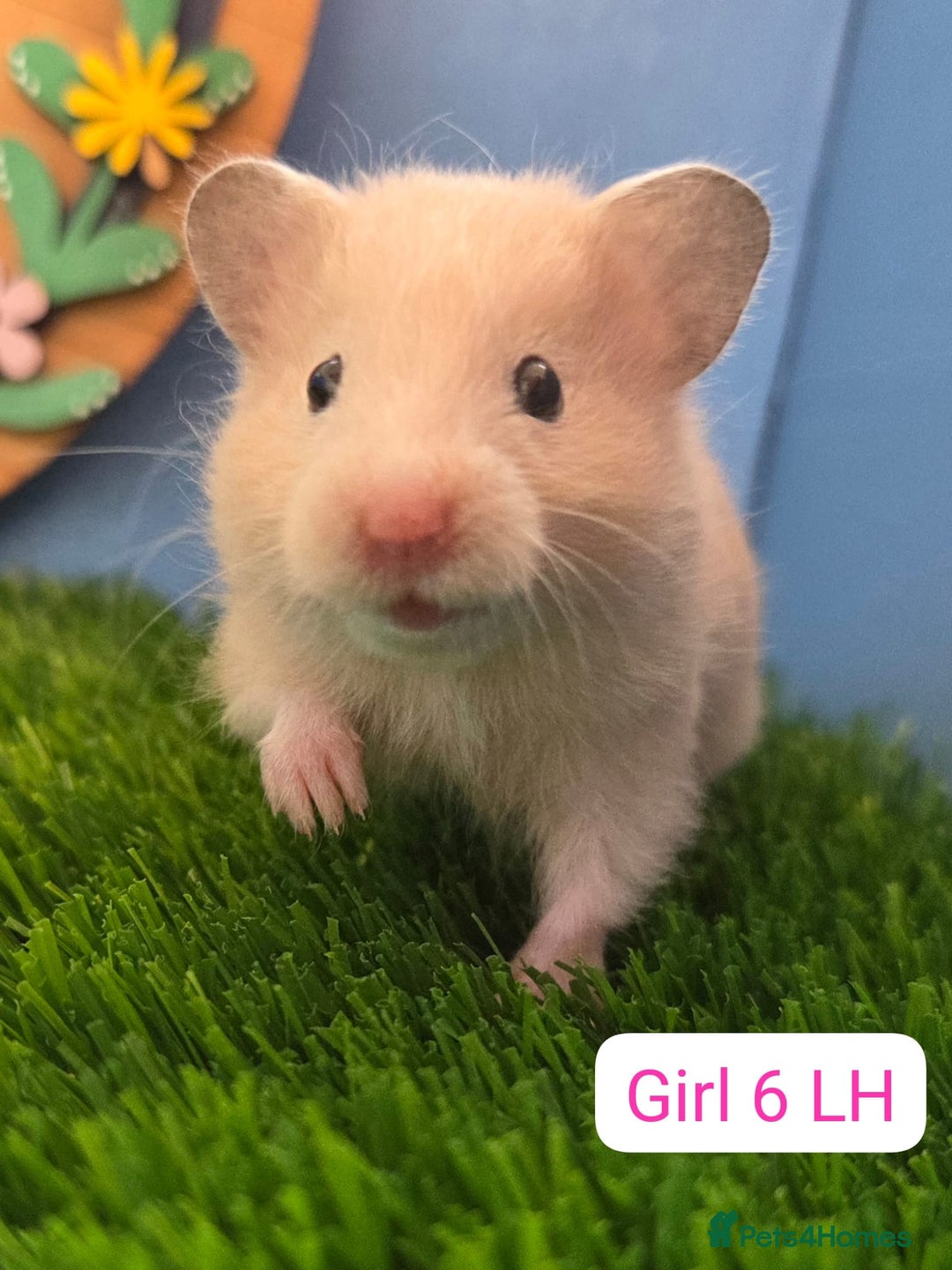 Hamster rodents for sale: Baby Syrian Hamsters Males Boys Females Girls - Image 13
