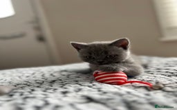 British Shorthair cats for sale: Beautiful British Shorthair Kittens - Image 7