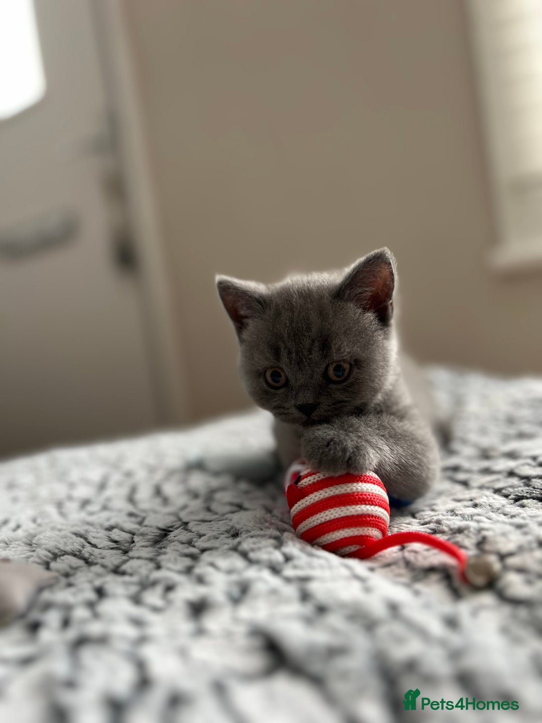 British Shorthair cats for sale: Beautiful British Shorthair Kittens - Image 7
