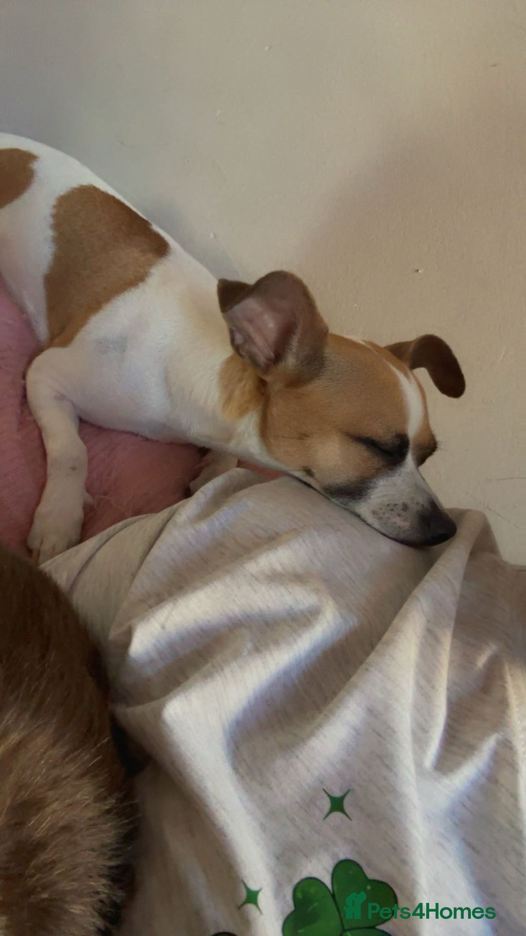 Chihuahua dogs for sale: Baby the chihuahua please read!!!!! - Image 4