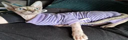 Sphynx cats for sale: Cute sphynx for adoption in Spalding - Advert 1