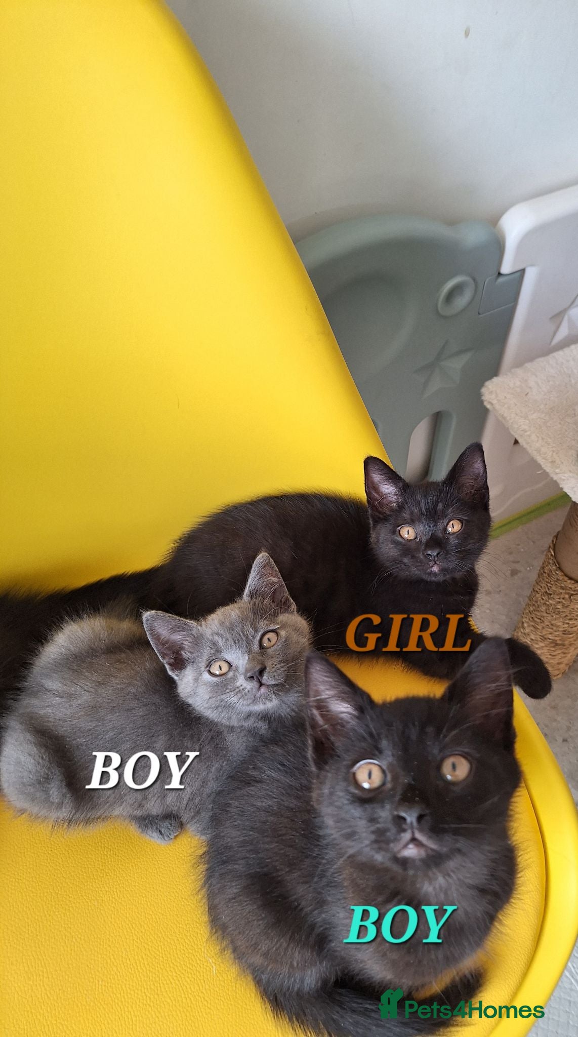 British Shorthair cats Chocolate-cinnamon,grey colour BSH kittens,London - Advert 1