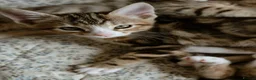 Mixed Breed cats for sale: 6 Half Bengal Kittens £200-£300 - Advert 6