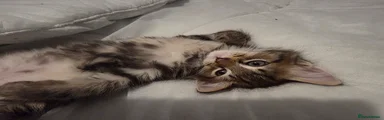 Mixed Breed Kitten 1
