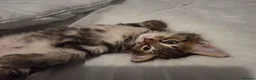 Mixed Breed cats for sale: Ragdoll x tabby kittens in Canterbury - Advert 3