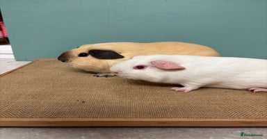 Guinea Pig rodents - Advert 11