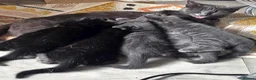 Mixed Breed cats for sale: Pure black and pure grey kittens - Advert 1