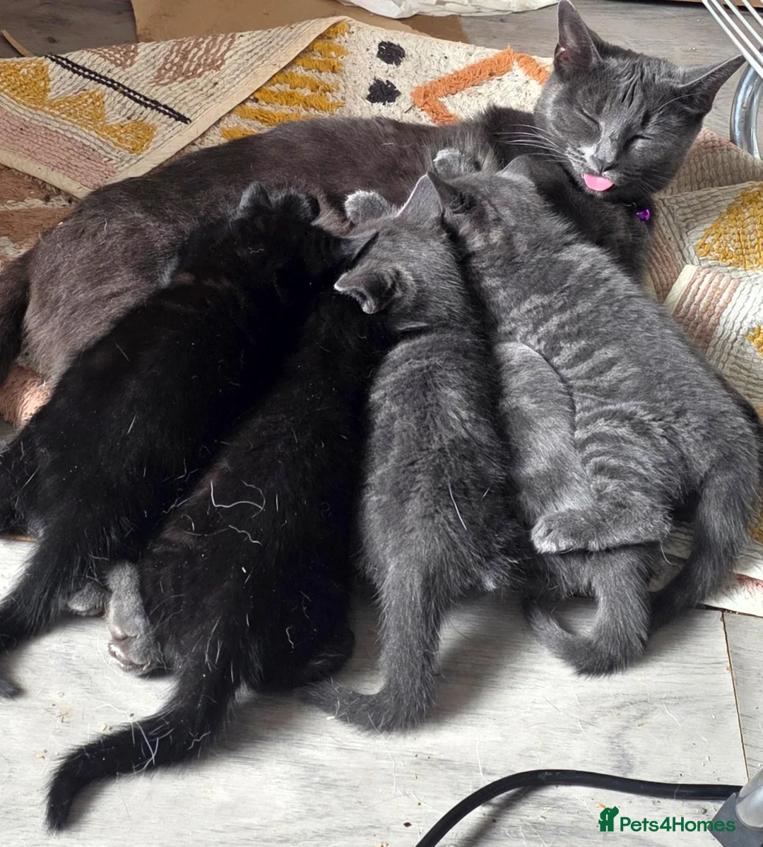 Mixed Breed cats for sale: Pure black and pure grey kittens - Advert 1