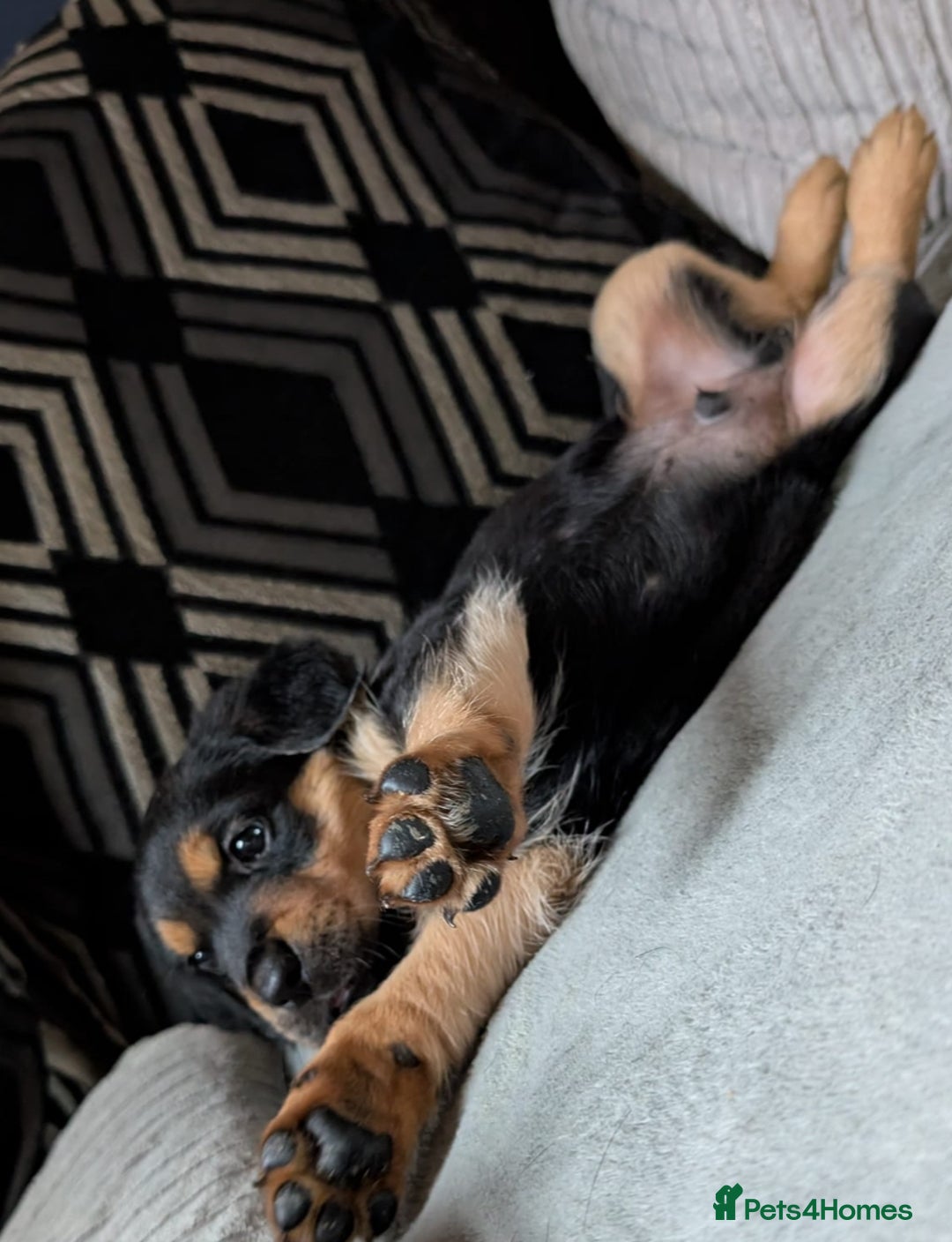 Goldador dogs for sale: Stunning Black Lab/Golden Retriever Puppies - Advert 29