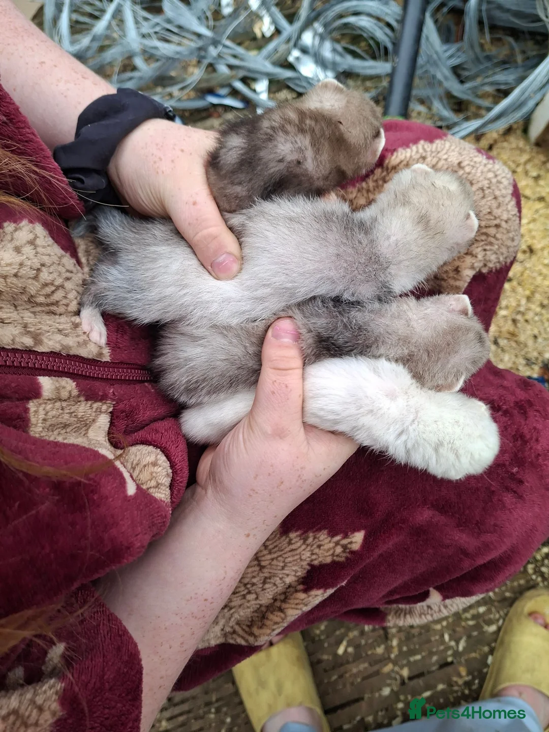 Ferret rodents for sale: Kits  - Advert 2