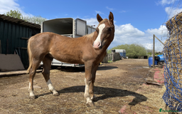 Arabian horse horses for sale: ARABIAN pb Colt Yearling in Stoke-on-Trent - Image 6