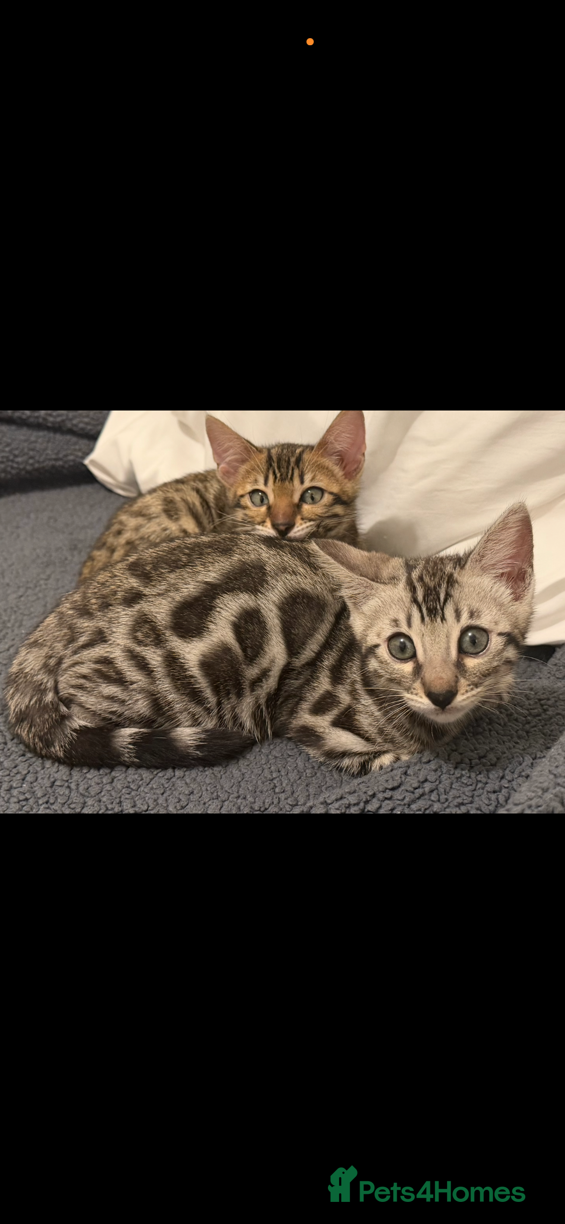 Bengal cats 🩶 BENGAL 🔥 KITTENS 🤍 TICA REGISTERED  - Advert 12