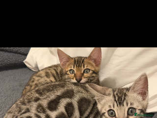 Bengal cats 🩶 BENGAL 🔥 KITTENS 🤍 TICA REGISTERED - Advert 12