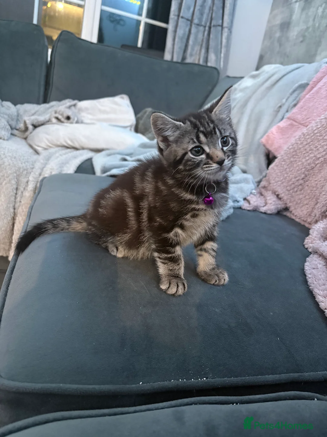 Mixed Breed cats for sale: 5 kittens  - Advert 12