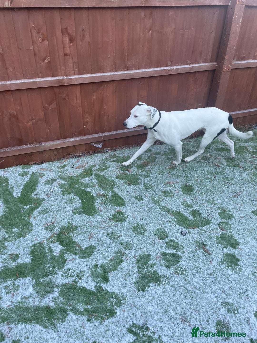 Mixed Breed dogs for sale: Loving Kyro looking for a new home. - Advert 7