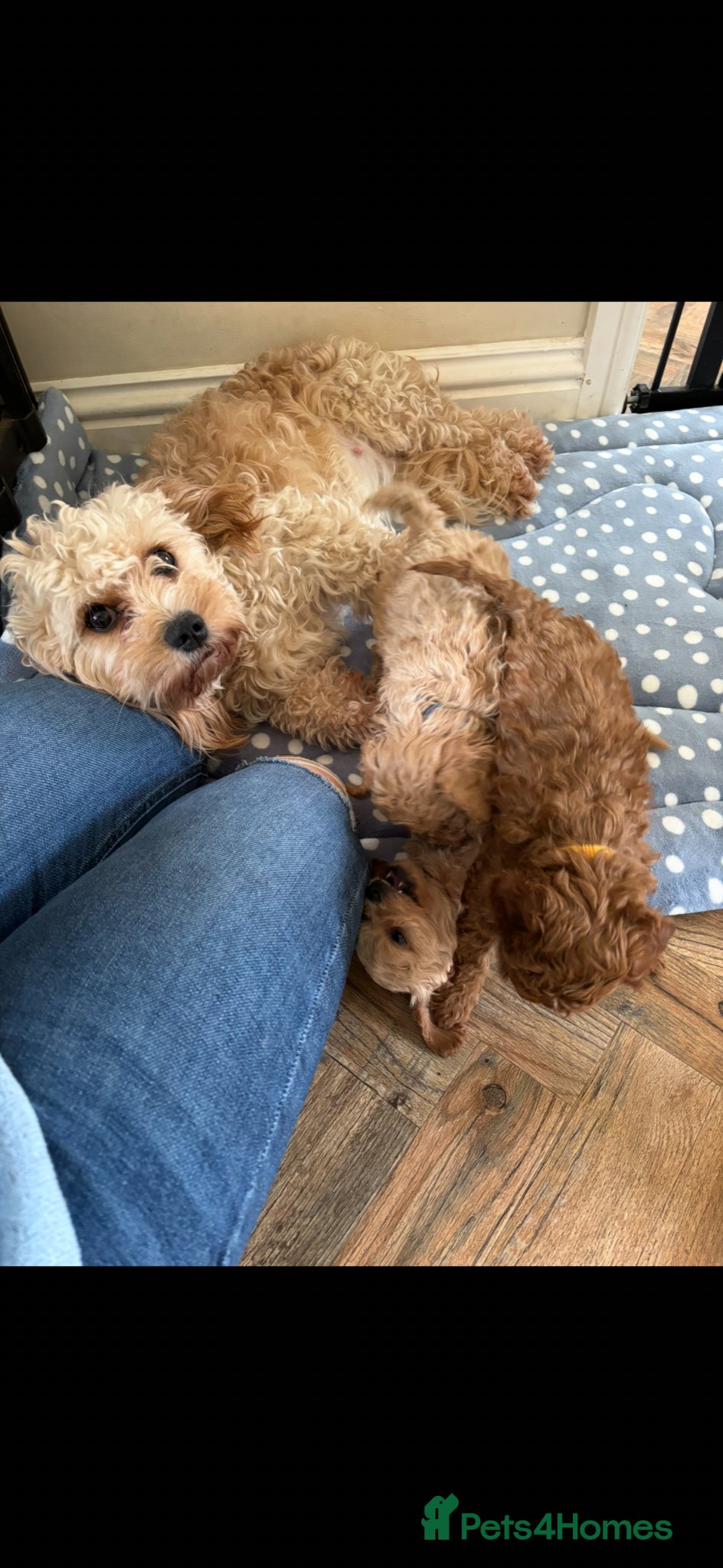 Cavapoo dogs Cavapoo - Advert 1