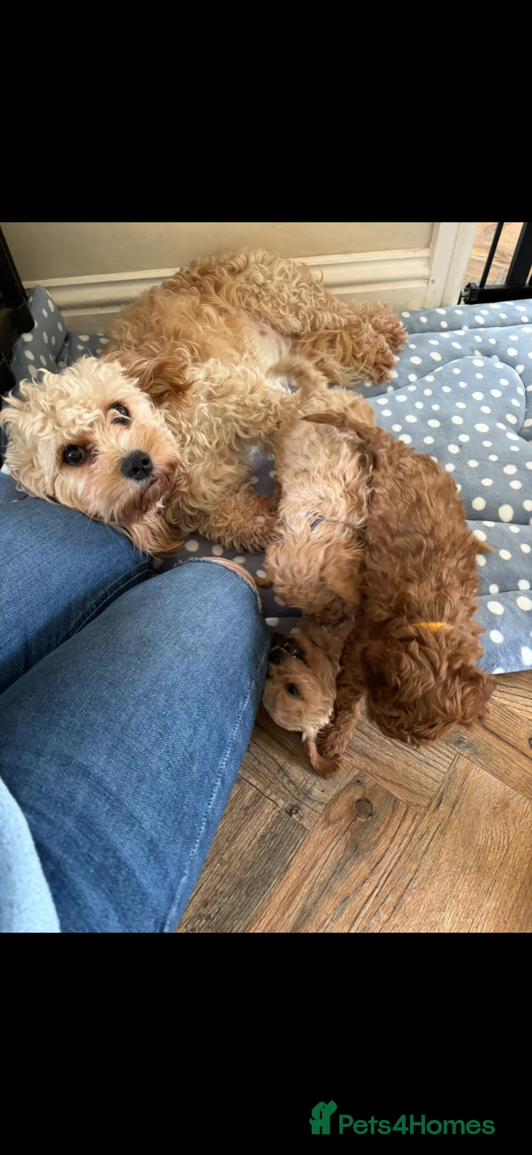Cavapoo dogs for sale: Cavapoo in Yeovil - Advert 1
