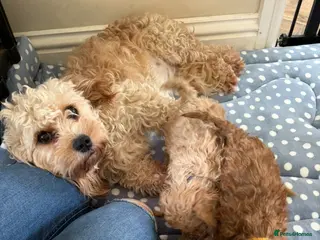 Cavapoo dogs Cavapoo - Advert 1