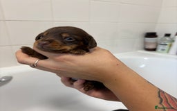 Mixed Breed dogs for sale: Dorkie puppies - Image 17