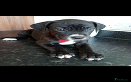 Mixed Breed dogs for sale: Great dane X Cane corso  - Image 12
