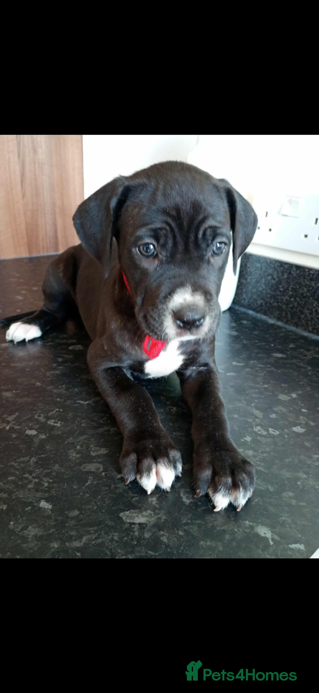 Mixed Breed dogs for sale: Great dane X Cane corso  - Image 12