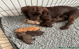 Cockapoo dogs for sale: DNA TESTED Cockapoo puppies, ready 22nd October  - Image 12