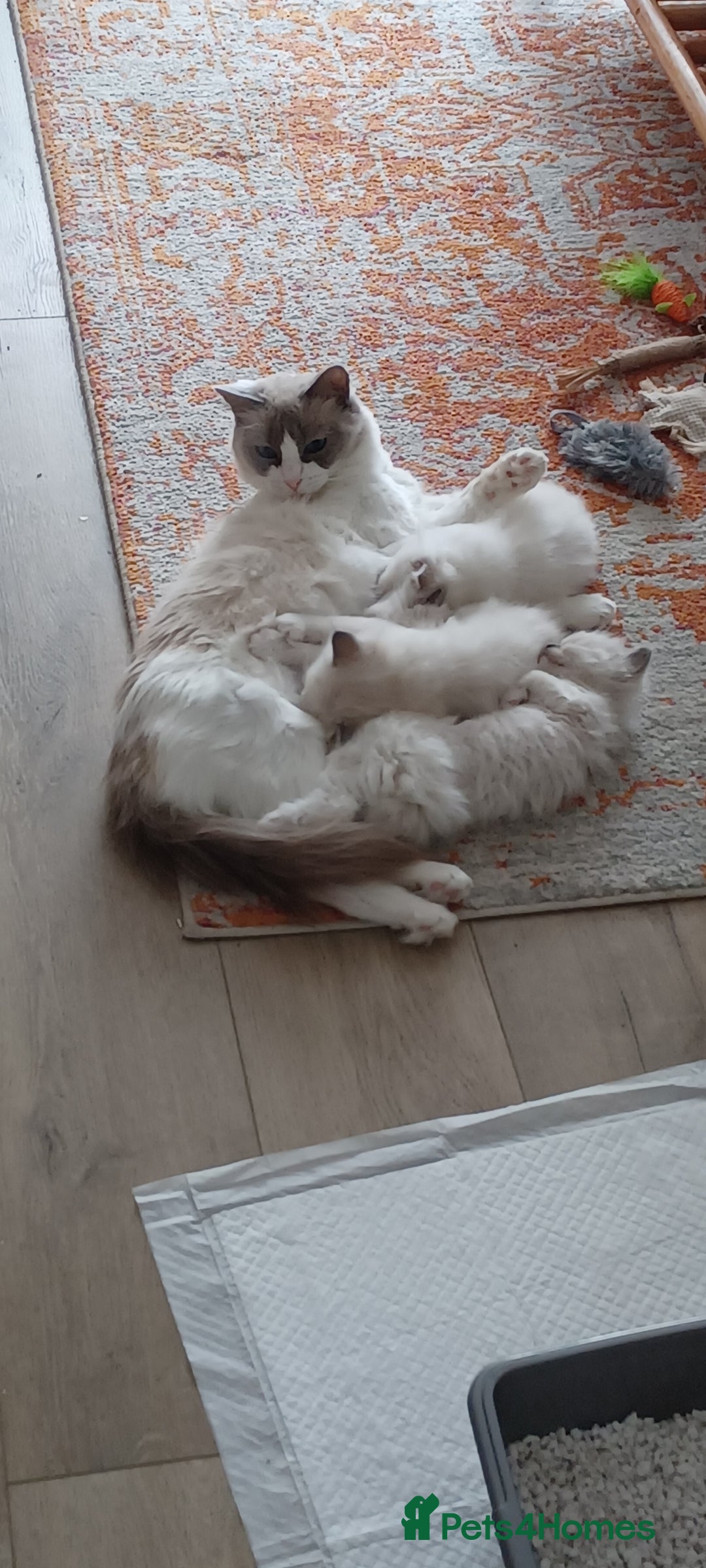Ragdoll cats for sale: Blue mitted ragdoll kittens - Image 7