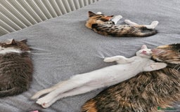 Mixed Breed cats for sale: White kitten  - Image 14