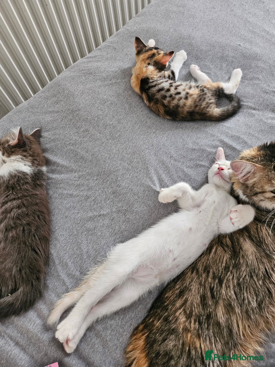 Mixed Breed cats for sale: White kitten  - Image 14