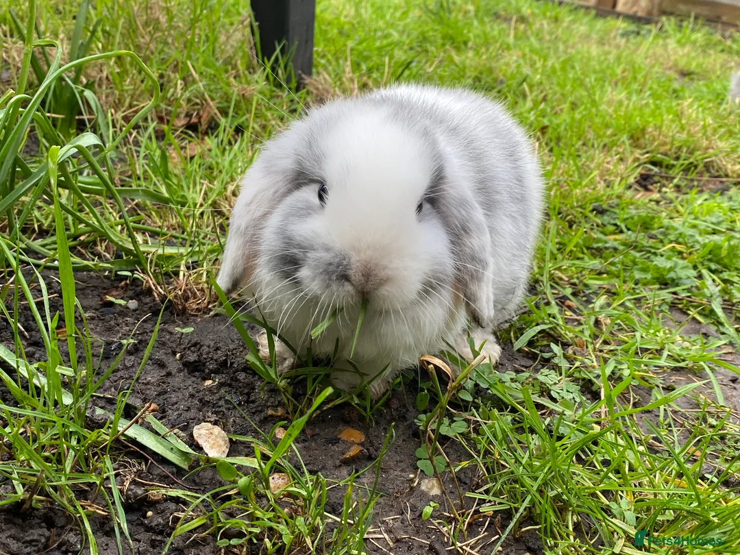Mini Lion Lop rabbits for sale: Mini lops for sale - Advert 2