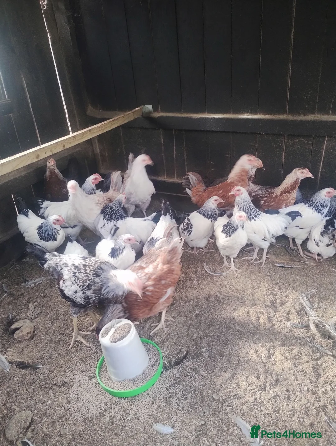 Chickens poultry for sale: Young point of lay chickens, wellsummers etc. - Advert 2