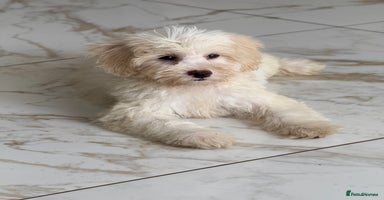 Cavapoo dogs in Southampton - Advert 12