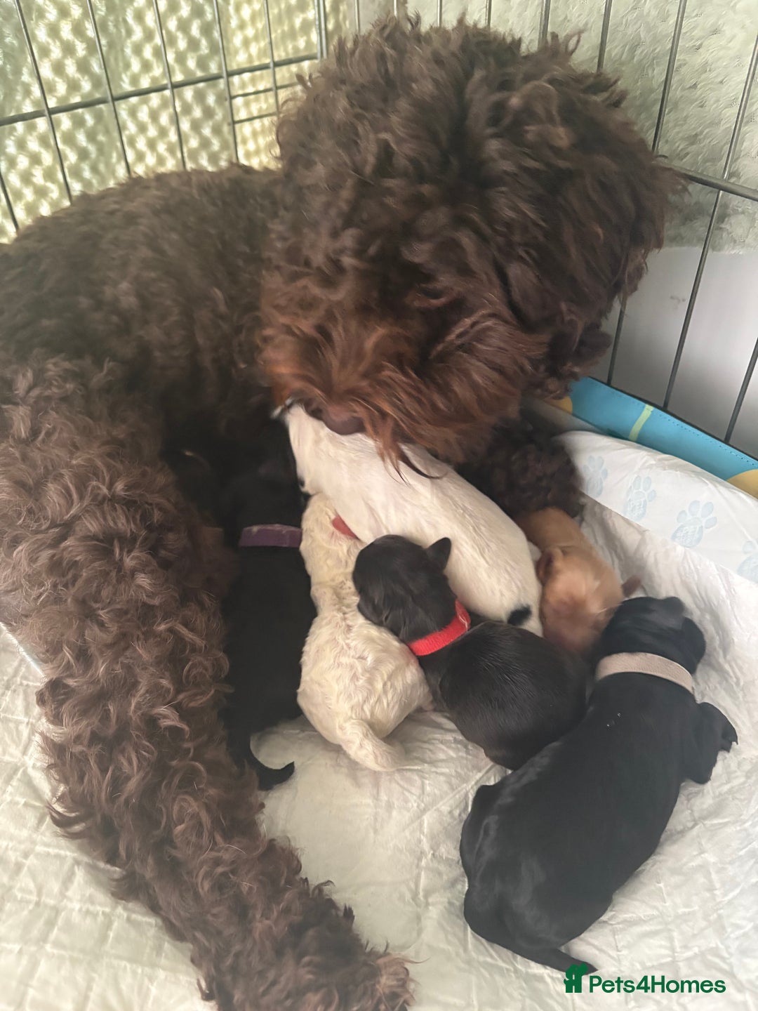 Cockapoo dogs for sale: ✨6 cockapoo puppies looking for forever home ✨ - Image 15