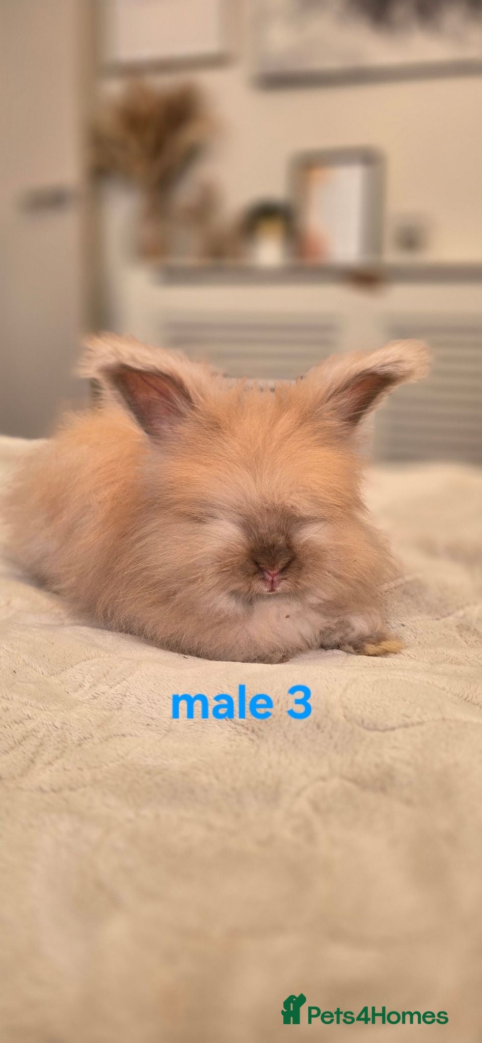 Angora rabbits 🐰English angora last boy ready now🐰 - Advert 3