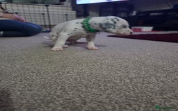 Dalmatian dogs for sale: 100% Dalmatian - Image 7