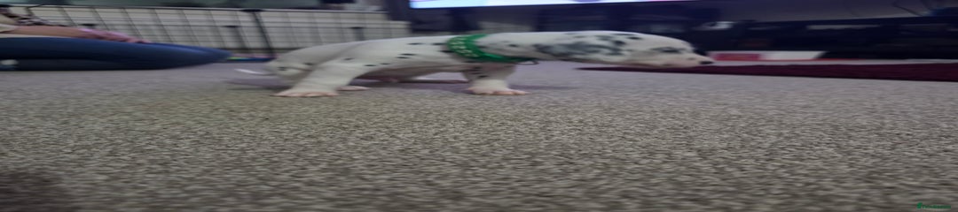 Dalmatian Puppy 5