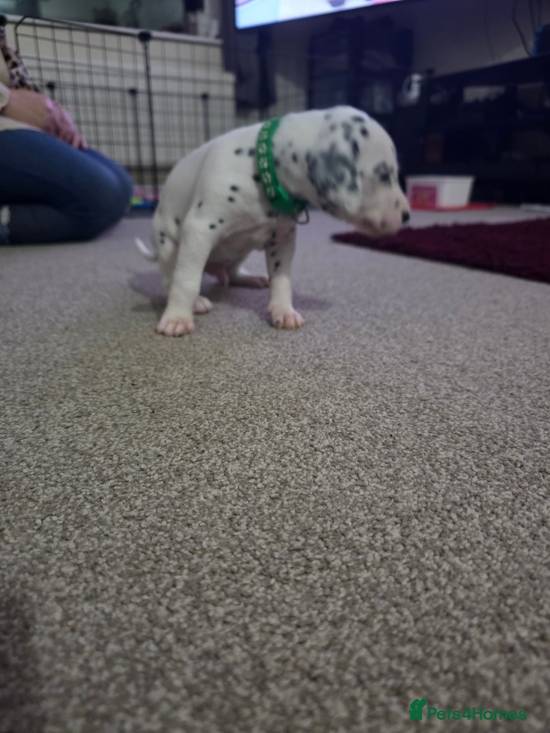 Dalmatian dogs for sale: 100% Dalmatian - Image 7