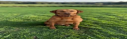 Labrador Retriever dogs for stud: Kc reg ftch stud - Advert 1
