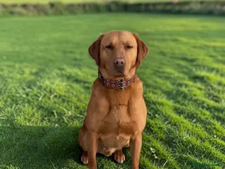 Labrador Retriever dogs Kc reg ftch stud - Advert 2