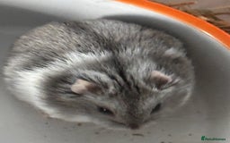 Hamster rodents for sale: Supertamed Russian white dwarf Baby Hamsters - Image 4