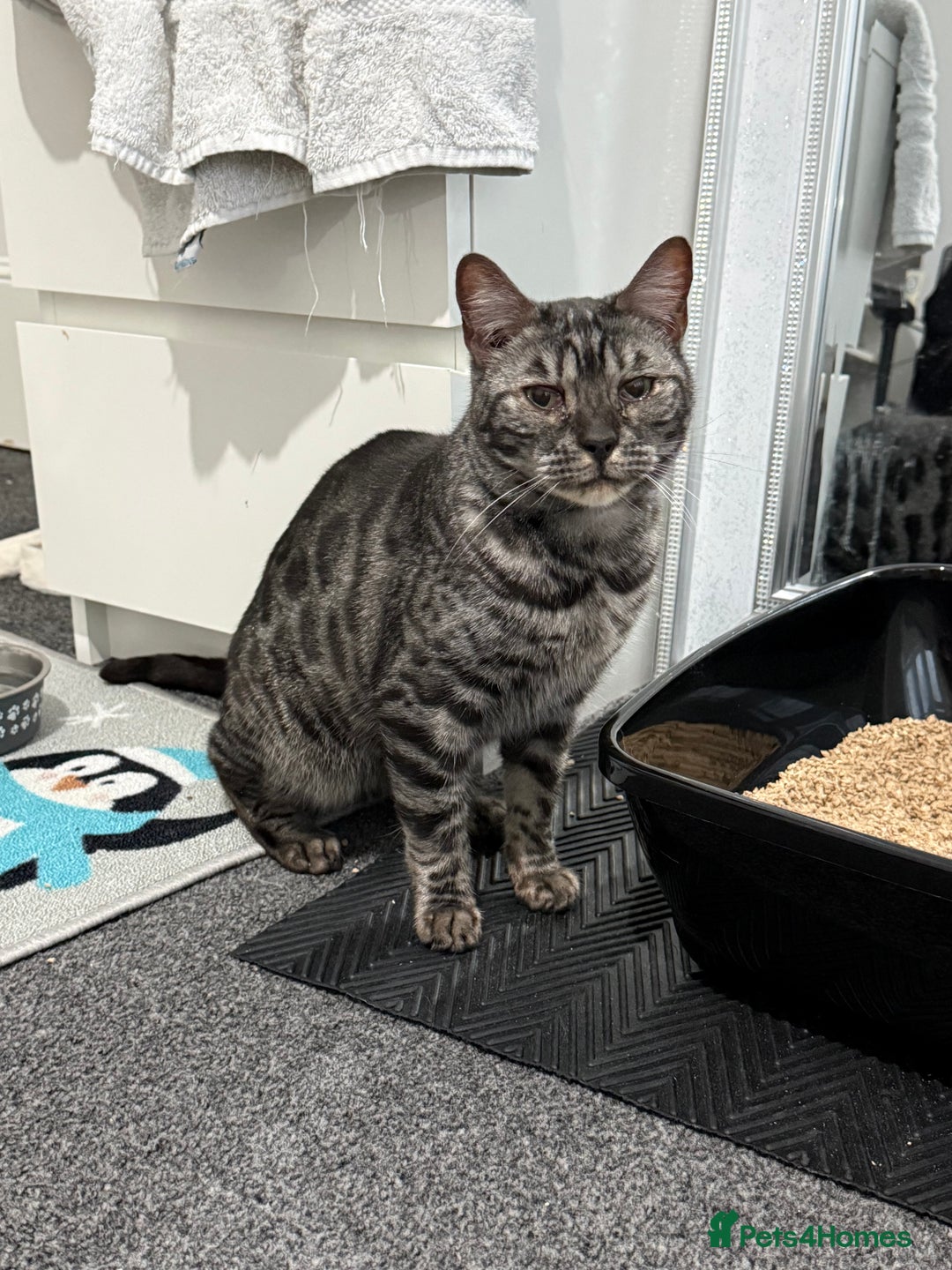 Bengal cats for sale: Bengal female Nuka  - Advert 1