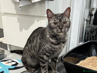 Bengal cats Bengal female Nuka - Advert 1