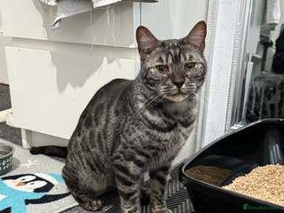 Bengal cats Bengal female Nuka - Advert 7