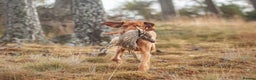 Hungarian Vizsla dogs for stud: Hungarian Wirehaired vizsla stud  in Inverness - Advert 9