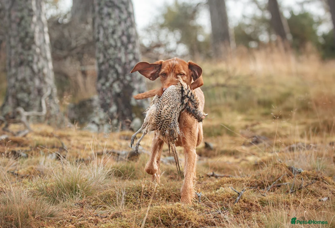 Hungarian Vizsla dogs for stud: Hungarian Wirehaired vizsla stud  in Inverness - Advert 9