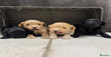 Cockapoo dogs - Advert 15