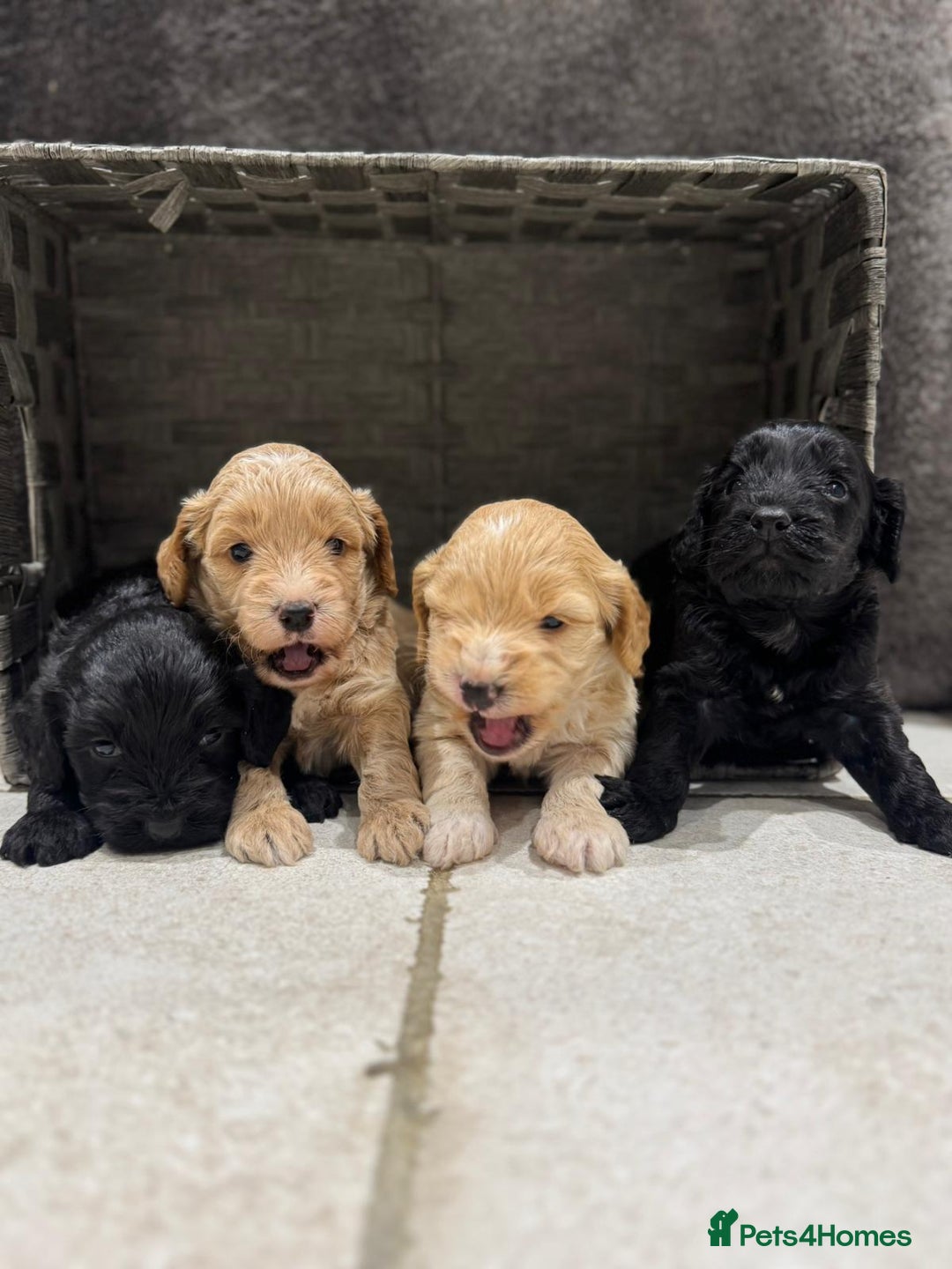 Cockapoo dogs for sale: Cockapoo Puppies - Image 3